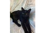 Adopt LINUS a Domestic Short Hair