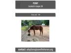 Adopt Peter Pony a Pony