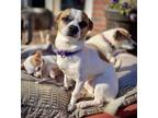 Adopt Noodle a Jack Russell Terrier