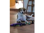 Adopt Buddy a American Foxhound