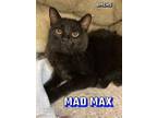 Adopt Mad Max a Domestic Short Hair