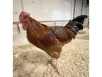 Adopt Fudd a Chicken