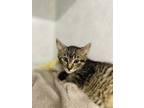 Adopt Harper a Domestic Short Hair