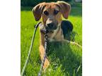 Adopt Fremont a Black and Tan Coonhound, German Shepherd Dog