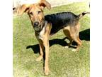 Adopt Fabio a Black and Tan Coonhound, German Shepherd Dog