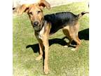 Adopt Fabio a German Shepherd Dog, Hound