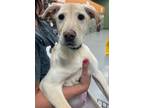 Adopt Lottie a Labrador Retriever, Mixed Breed