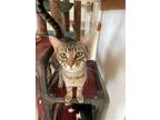 Adopt Bubba a Tabby, Domestic Short Hair