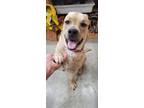 Adopt Bruno a Pit Bull Terrier