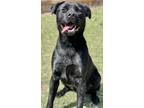 Adopt Ash a Labrador Retriever