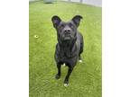 Adopt Diesel a Black Labrador Retriever, Pit Bull Terrier