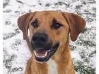 Adopt Fiddle a Shepherd, Mixed Breed