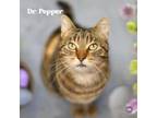 Adopt Dr. Pepper a Domestic Short Hair