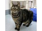 Adopt Peeta a Domestic Short Hair