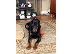 Adopt Batman a Doberman Pinscher