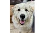 Adopt Theo a Great Pyrenees