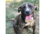 Adopt Kumo a Pit Bull Terrier