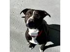 Adopt Hoover a Pit Bull Terrier