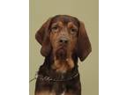 Adopt Begheera a Bloodhound