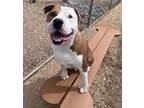 Adopt SPIKE a Pit Bull Terrier, Mixed Breed