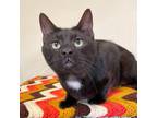 Adopt Byron a Domestic Short Hair