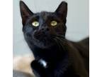 Adopt Mateo a Domestic Short Hair