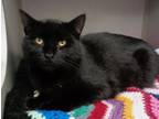 Adopt BOBBY SOCK a Domestic Short Hair