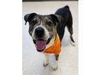 Adopt Pepe Le Pew a Hound, Mixed Breed