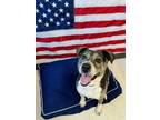 Adopt Pepe Le Pew a Hound, Mixed Breed