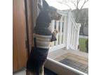 Adopt Oscar a Yorkshire Terrier
