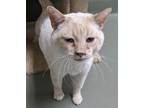 Adopt Jeffrey a Siamese, Domestic Short Hair