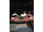 Adopt Ringo a Domestic Short Hair