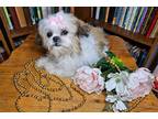 Zuchon Puppy for sale in Scottsbluff, NE, USA