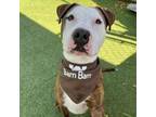 Adopt Bam Bam a Pit Bull Terrier