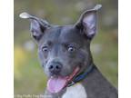 Adopt Jack Jack a Pit Bull Terrier