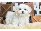 Maltese Puppy for sale in Fort Wayne, IN, USA