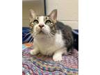 Adopt Raspberry a Domestic Short Hair