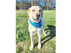 Adopt Jake a Yellow Labrador Retriever, Great Pyrenees