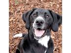 Adopt Franco a Plott Hound, Black Labrador Retriever