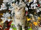 Scottish Straight Kittens