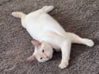 Stud Flame Point Siamese
