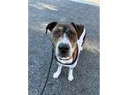 Adopt Brutus a Pit Bull Terrier, Boxer