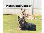 Adopt Piston and Copper (bonded pair) a German Shepherd Dog