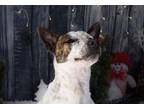 Adopt Axel a Cattle Dog, Pit Bull Terrier