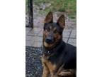 Adopt Maximus a German Shepherd Dog