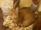 Adopt Hobbes a Domestic Short Hair