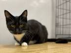 Adopt Onyx a Domestic Short Hair