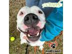 Adopt Chappy a Boxer, Pit Bull Terrier