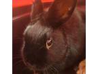 Adopt Cosmos a Netherland Dwarf