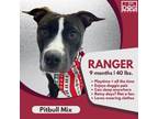 Adopt Ranger a Pit Bull Terrier